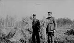 Oats on farm of Richard Depping, Saddle Lake District, Alta. 1919 1919