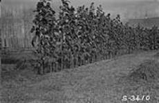 Sunflowers in settler's garden, 12 to 14 feet high, S.W. 1/4 Sec. 1-52-15 [about 6 miles N. of White Fox, Sask.] n.d.