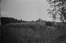 First crop of oats, Porcupine Reserve Settlement, Sask 1921