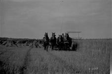 Cutting wheat, Minburn [Alta.] Sec. 5-50-9-4. 1923 1923