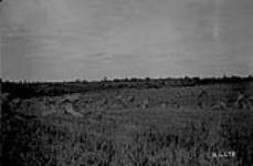 Wheat field near Mannville, Alta. 1923 1923