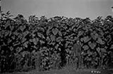 Sunflower crop, Sask. 21-1-2. 1923