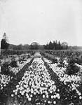 A field of tulips and Holly Trees near Victoria, B.C 1905 - 1910