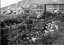 Flower Garden, Dawson, Y.T. August 19th, 1905