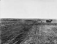 Mixed farming and fall ploughing 1900-1910