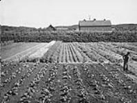 Corn, Onions, Lettuce 1900-1910