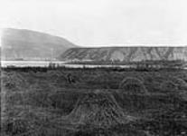 Hay field, Dawson, Y.T 1908