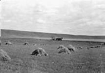 A Farm in the Foothills, MacLeod, Alberta 1900-1910
