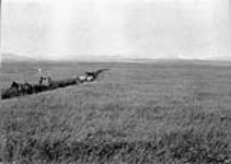 Buffalo Ranch, 435 acres of Fall Wheat, Pincher Creek, Southern Alberta 1900-1910