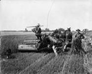 Harvesting near Edmonton, Alta 1903-1914