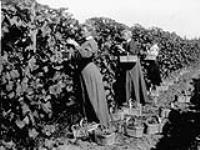 Picking grapes, Grimsby, Ontario 1925