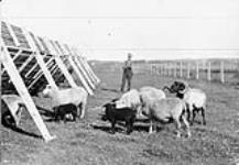 Karacul Sheep Persian Lamb, Bunberry Farm, Charlottetown, P.E.I 1914