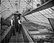 Experimental Farm (Greenhouse) Nov. 1897