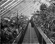 Experimental Farm (Greenhouse) Nov. 1897