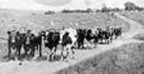Down East Oxen 1907