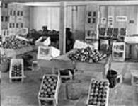 Packing room at Hillcrest 1911