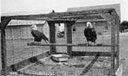 Eagles Lucas' Animal and Bird Farm, Wyoming, Ont 1923 - 1924