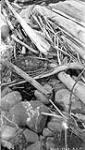 Nest of eider duck (Somateria spectabile) between driftwood on Eider Duck Island, north coast of Charlton Island July 1929.