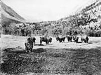 Buffalo in the Canadian National Park ca. 1900-1925