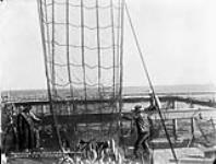 Hoisting Salmon from fishing boats to cannery ca. 1900-1925