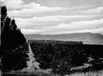 Sterling's Orchard, Okanagan Valley ca. 1900-1925