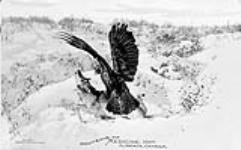 From Souvenir Series (Eagle attacking young deer) ca. 1900-1925
