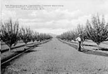 Mr. Mansfield's Orchard, (upper benches) illustrating irrigation ca. 1909