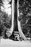 The Big Tree, circumference 65 ft ca. 1900-1925