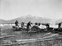(Relief Projects - No. 23). Work on the field Dec. 1934
