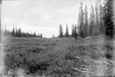 Watershed between Kananaskis & Elk Rivers, Alta 1884