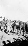 (Visit of the Prince of Wales) [The Prince of Wales preparing to mount a horse at Saskatoon, 1919] 1919