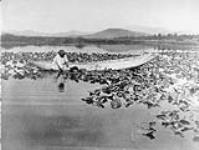 "Wokas" the seed of the water-lily is harvested in August to September by a Klamath woman, [Oregon - California] 1924