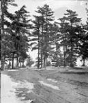 Pine trees, Rockcliffe Park 1908