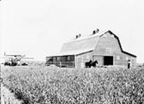 An Alberta barn, c. 1927 C. 1927