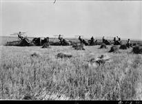 Cutting wheat, south of Cluny, Alberta, [1927] [1927]