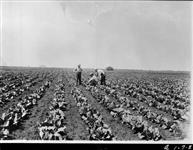 Cabbage garden of 180 acres at Clover Bar, Alberta. c. 1927 C. 1927