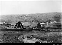 Cattle ranch (Hereford cattle) Southern Alberta c. 1927 C. 1927