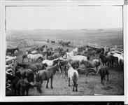 Mares and colts near Calgary, Alberta [1927] [1927]