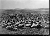 Sheep on range, east of Calgary, Alberta. [c.1928] [C.1928]