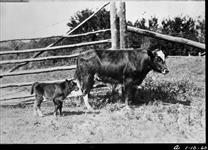 Hybrid Yak, Domestic, Calf by bull 3/4 Yak [Alta. c.1928] [C.1928]