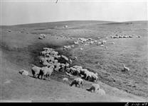 Sheep ranch, Alberta