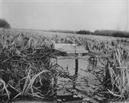 A self-setting type of muskrat trap used to capture muskrats alive and uninjured for fur-farming purposes