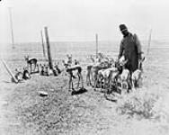 Antelope on farm near Brooks, Alberta [ 1928]