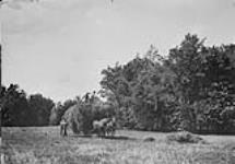 Loading hay at Central Experimental Farm, Ottawa, Ont 1920's