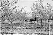 Cultivating orchard of Abundance plums, Grimsby, Ont [1920's]