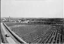 Vineyard near Stoney Creek, Ont [1920's]