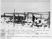 Jack Miner's crow trap in action. As many as 510 have been caught at one time. Kingsville, Ont 1929