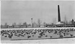 Wild Canada Geese, Jack Miner's Bird Sancturary, Kingsville, Ont