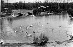 Wild fowl pond, Riverdale Park, Toronto, Ont May 12, 1922