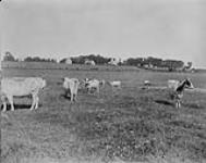 A Farm scene, Prince Edward Island 1928
